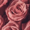 IL POTERE DELLA ROSA
